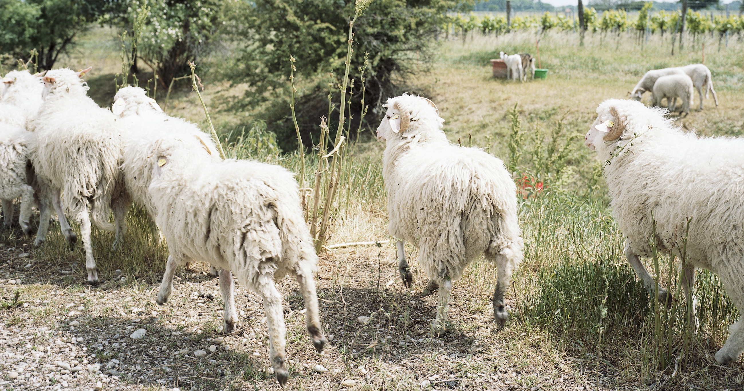 Schafe vor dem Weingarten von Nittnaus