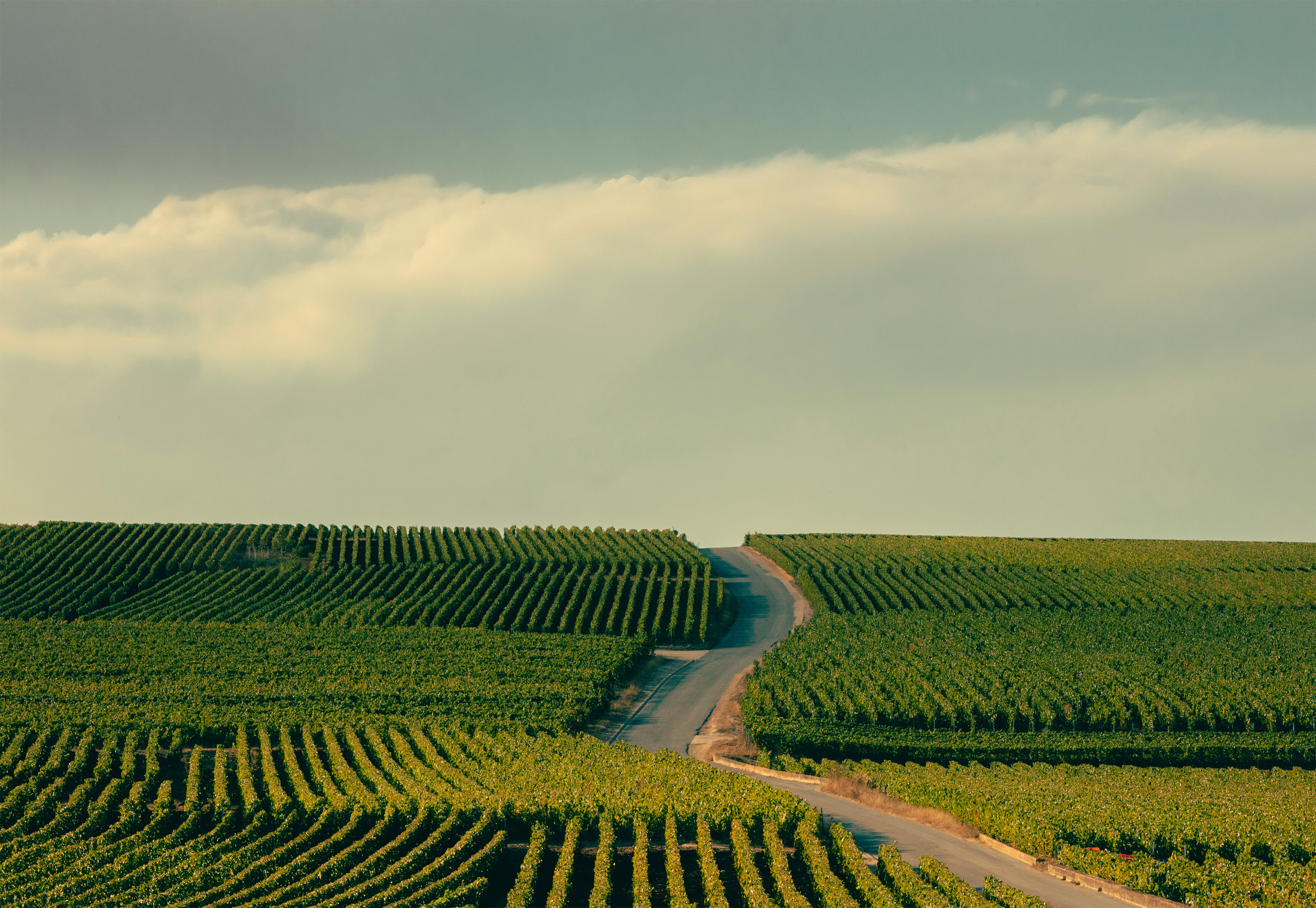 Blick über die Weingärten von Veuve Clicquot - scheint unendlich zu sein