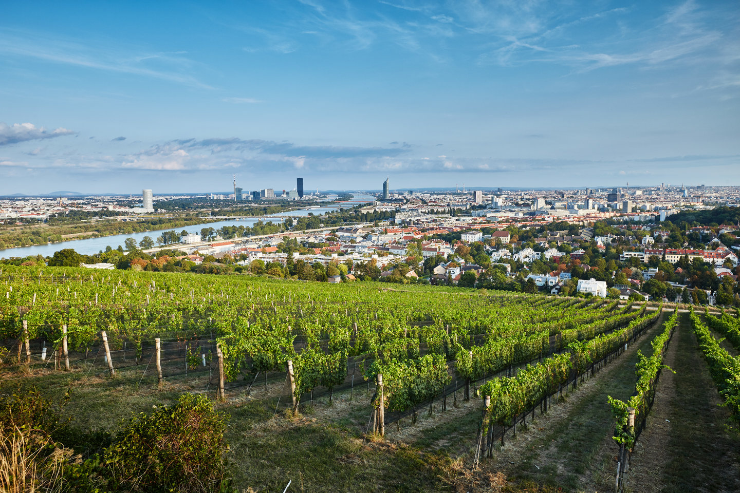 Weingärten vom Weingut Wieninger von Oben mit Blick auf Wien Stadt