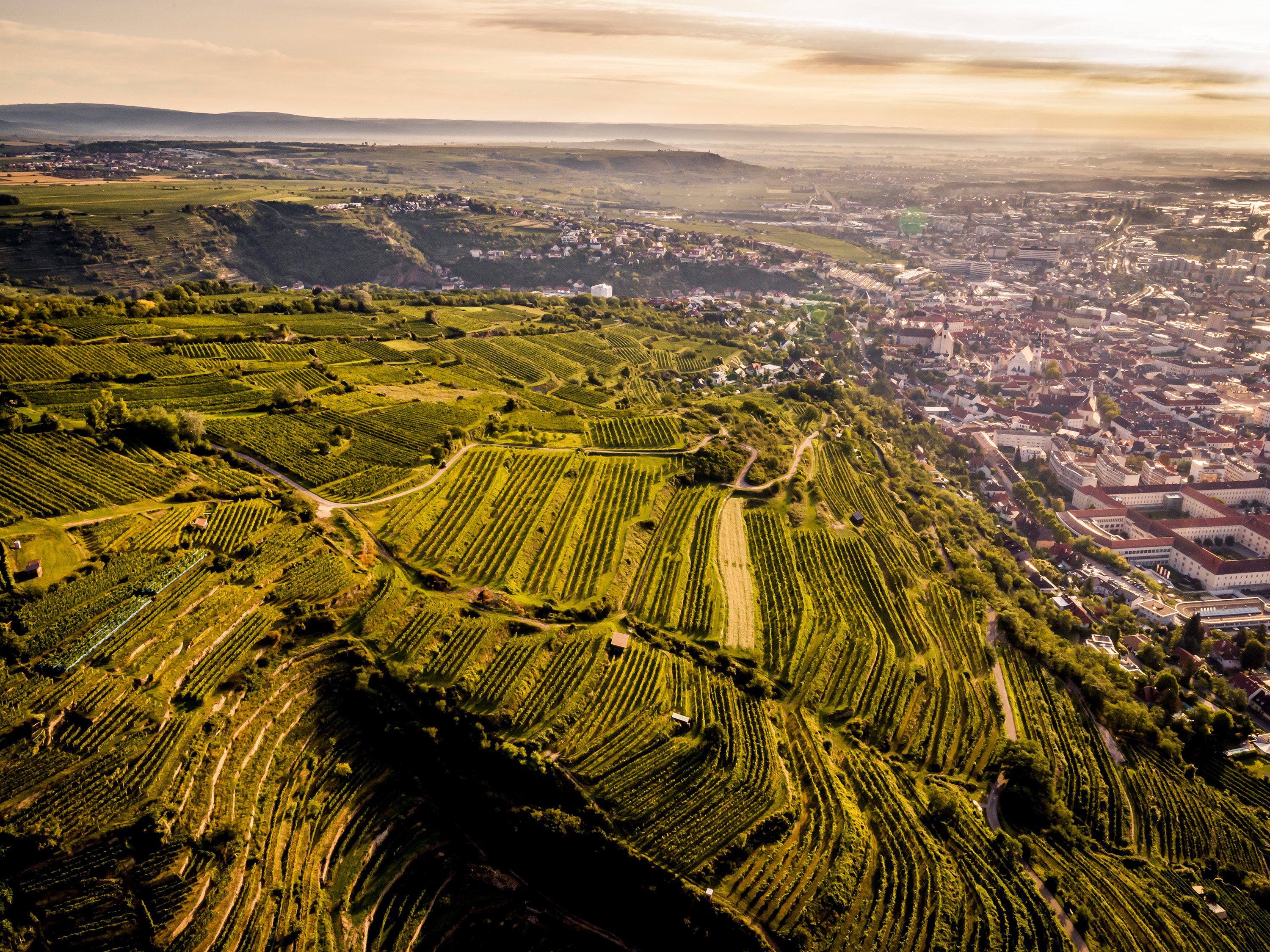 Blick auf die Großlage Kreuzberg im Kamptal
