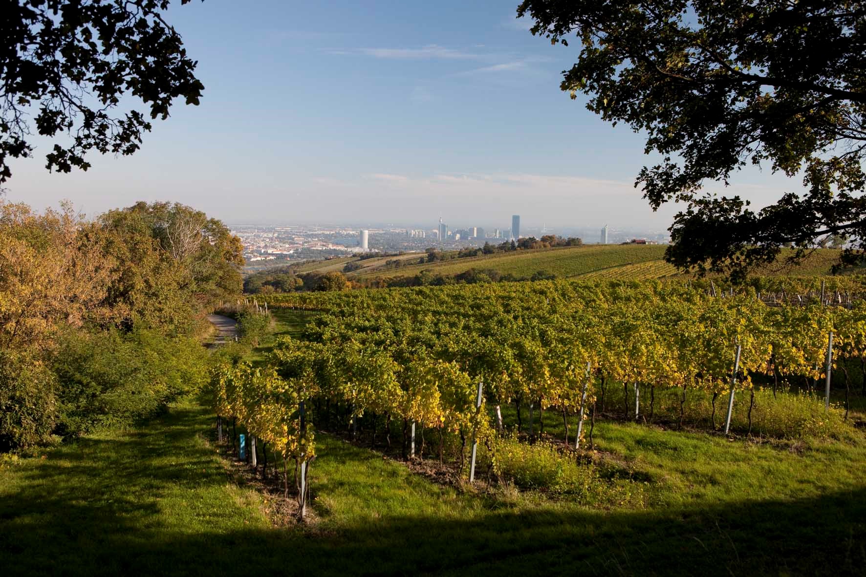 Blick auf den Weingarten mit der Stadt Wien im Hintergrund