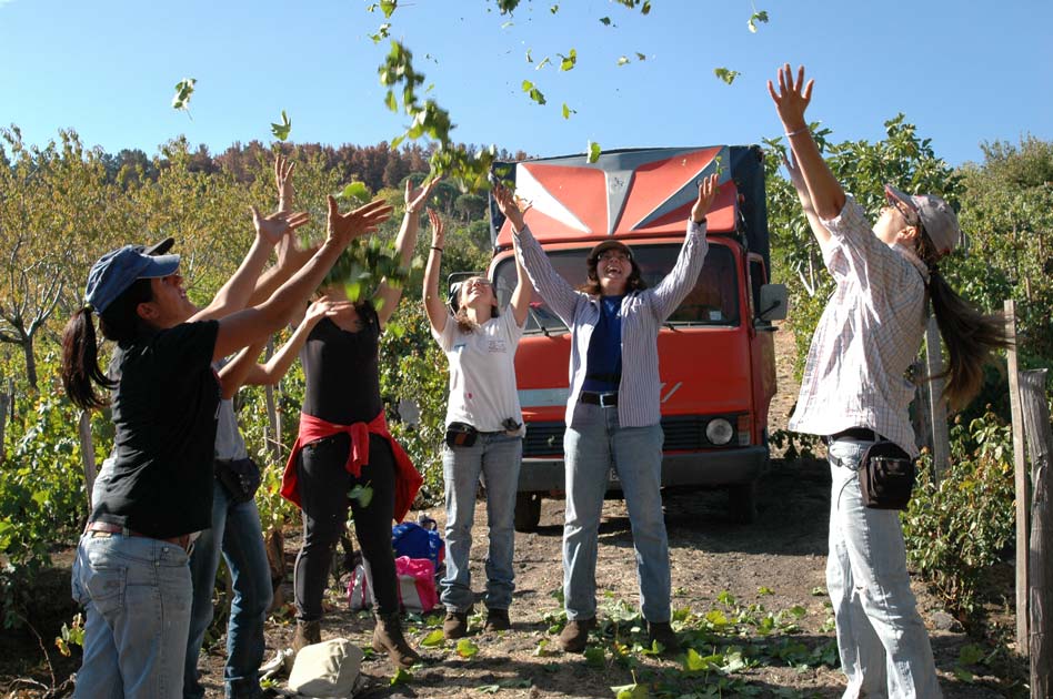 Mitarbeiter bei im Weingarten bei der Lese schmeißen Trauben in die Luft und haben Spaß