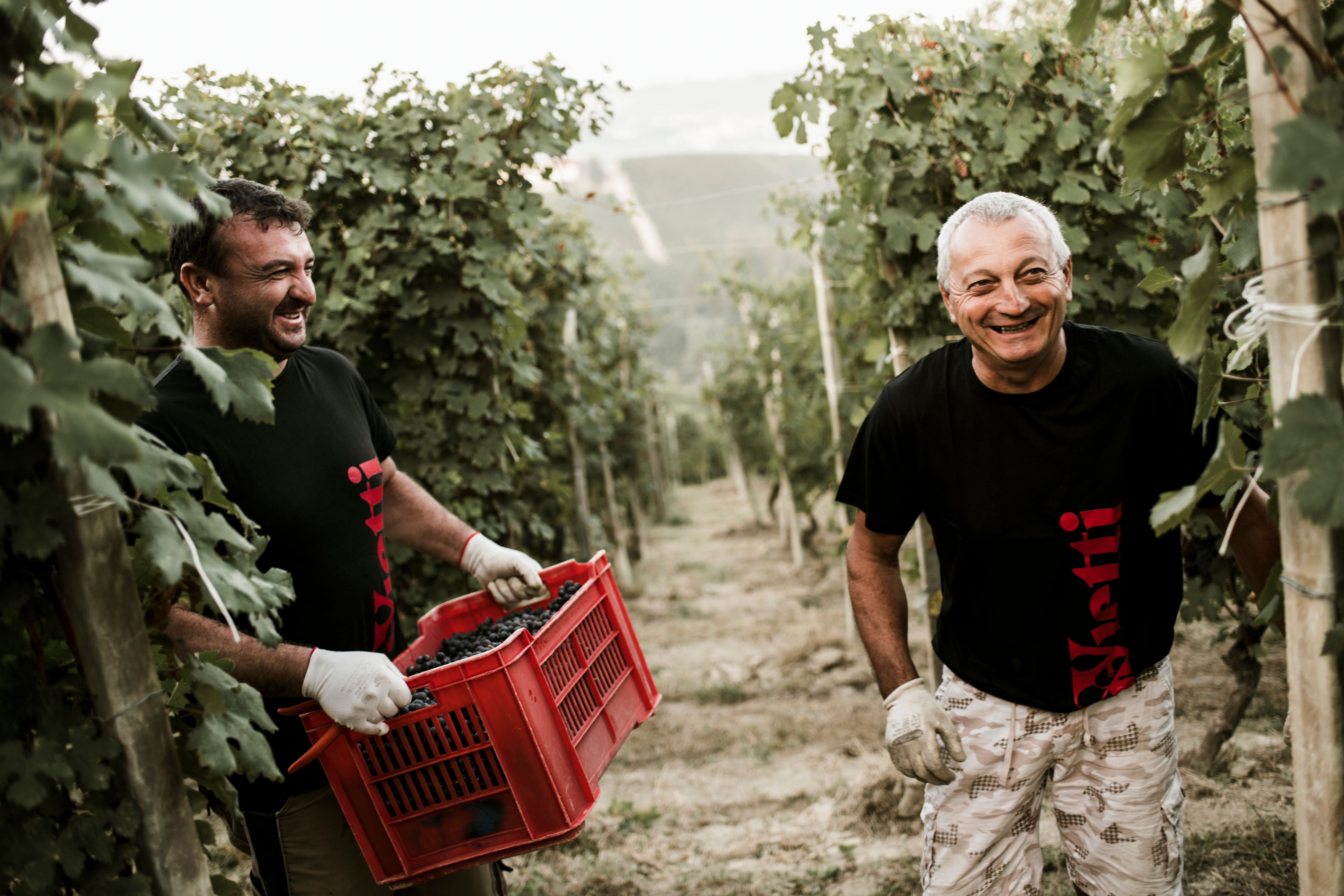 Männer im Weingarten bei der Weinlese und haben Spaß
