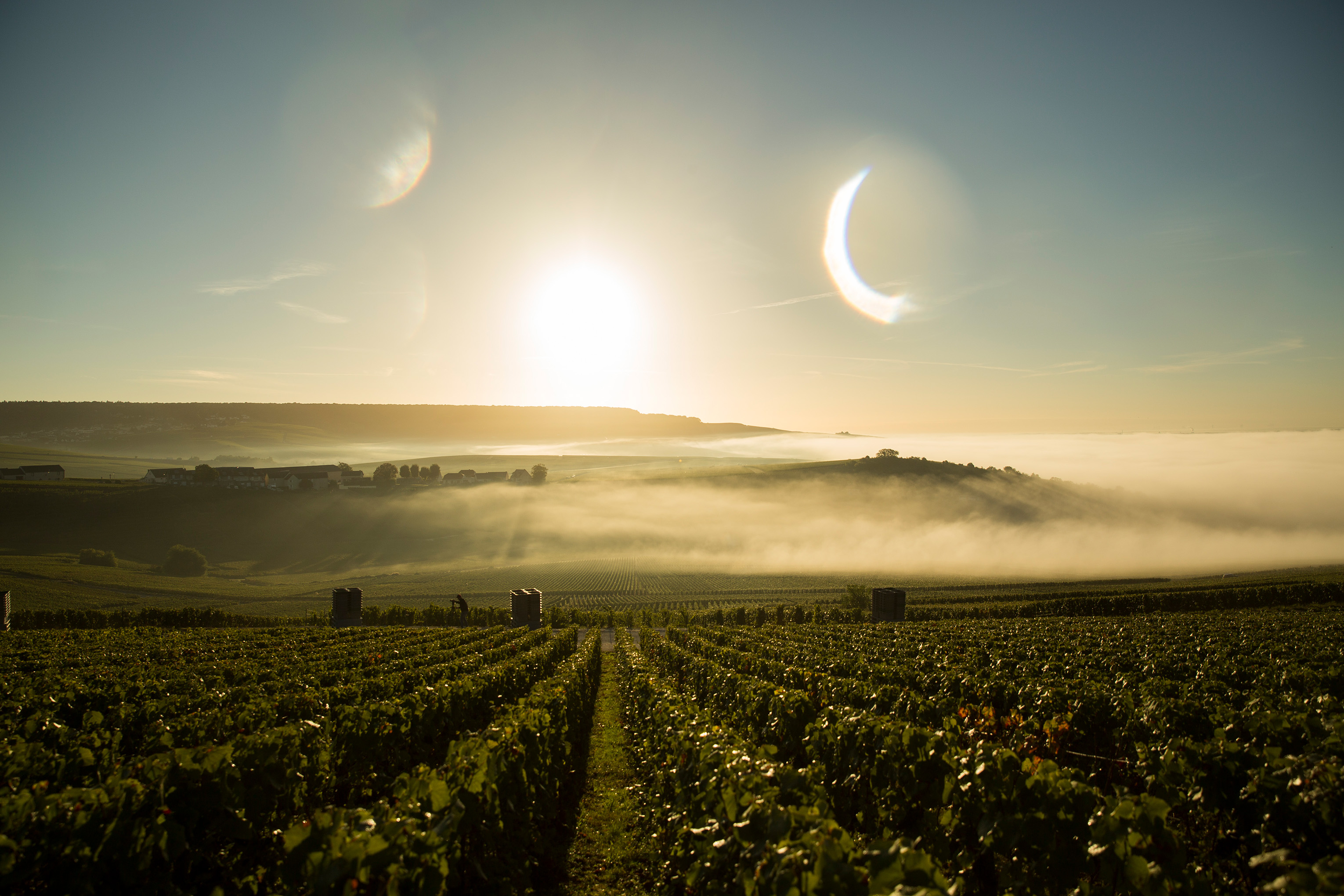 Blick über die Weingärten von Dom Perignon im Nebel mit Sonnenaufgang
