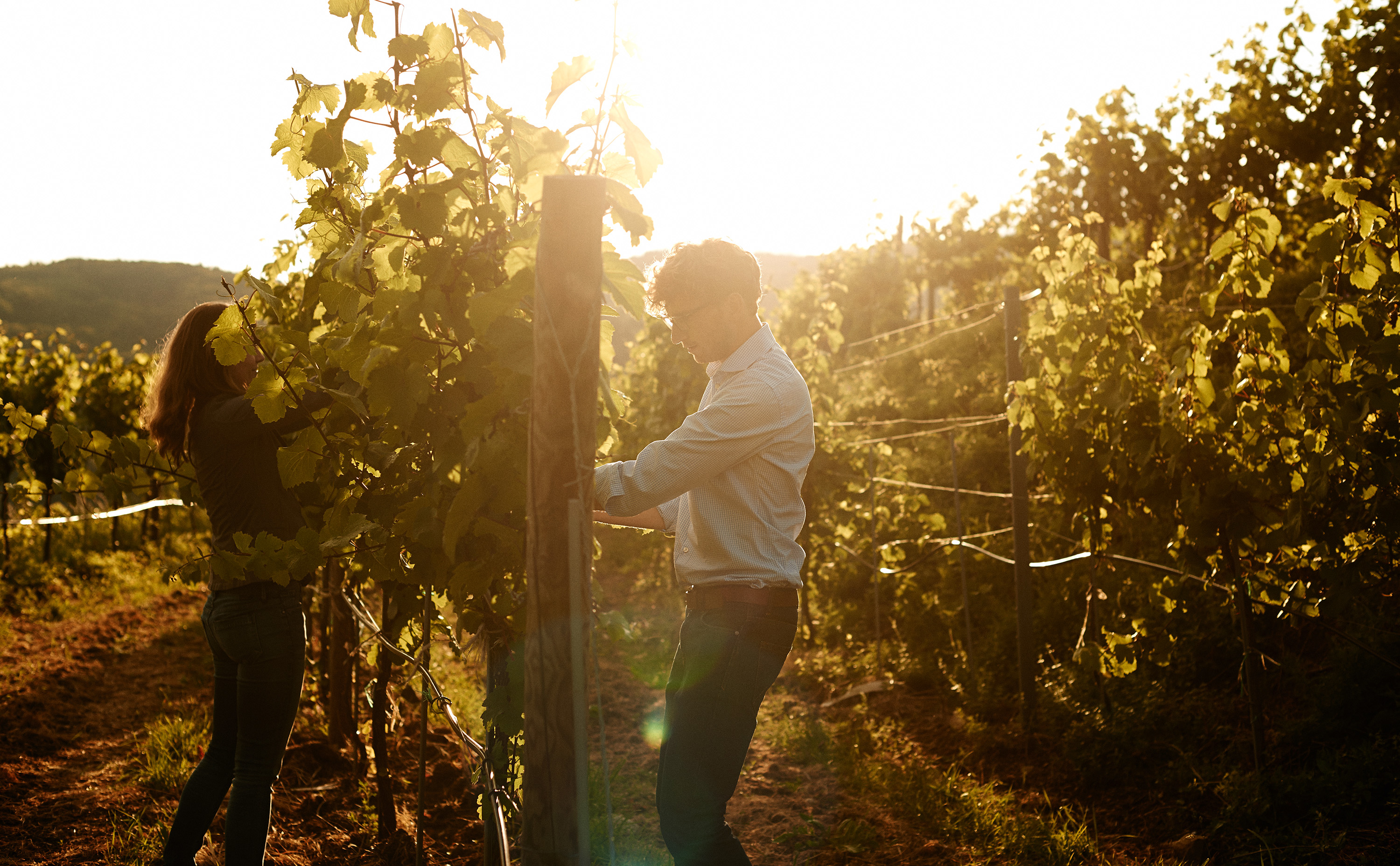 Mathias Hirtzberger und seine Frau bei der Laubarbeit im Weingarten