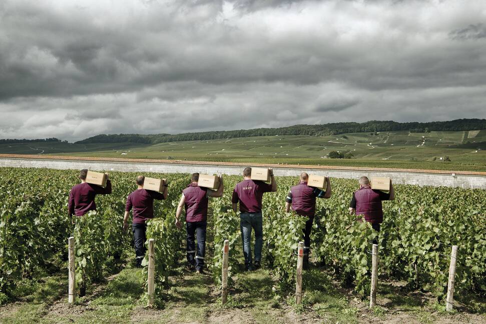 Weingarten mit 6 Personen, die eine Kiste Krug auf der Schulter tragen