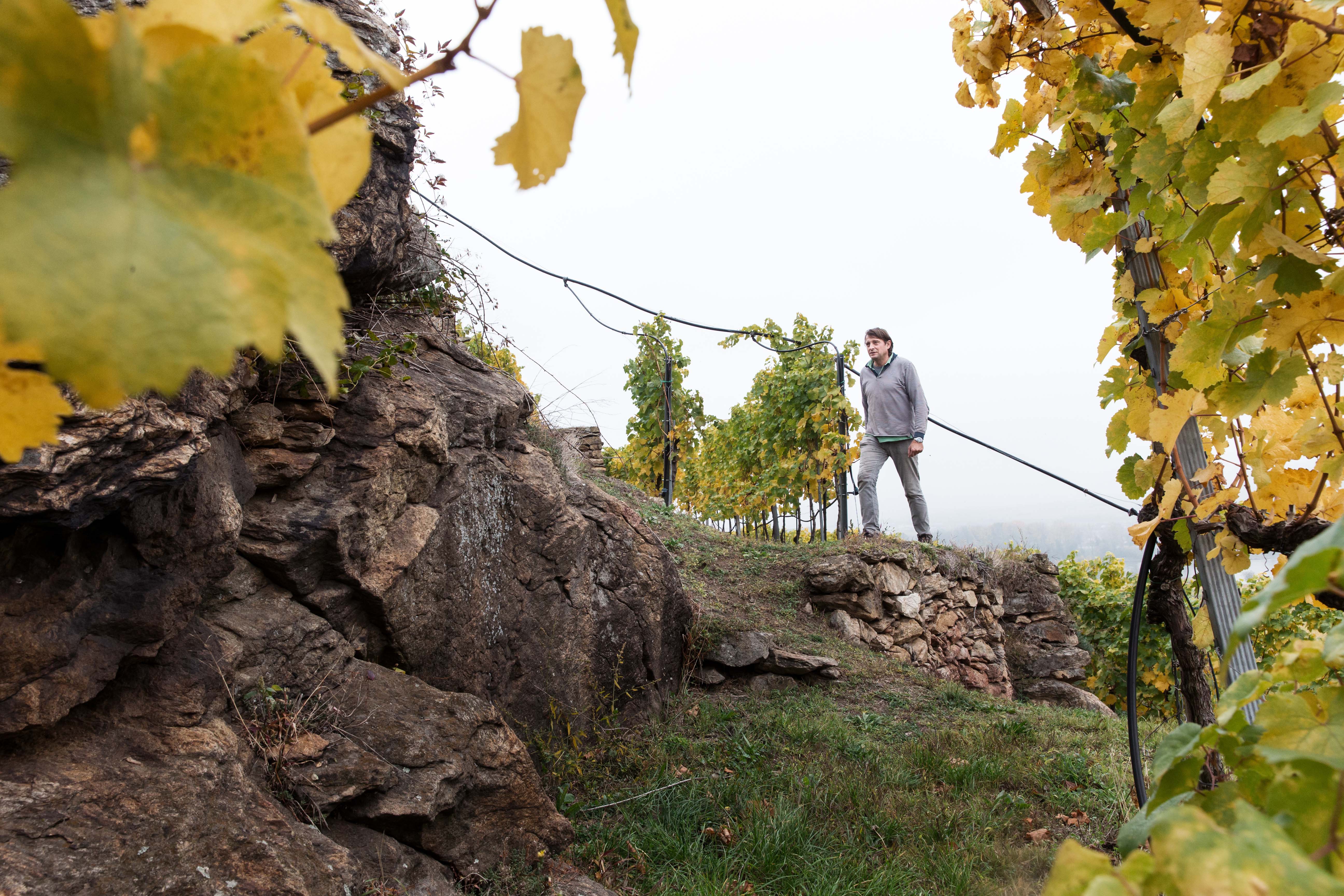 der Winzer in einem seiner Weingärten und geht bergauf