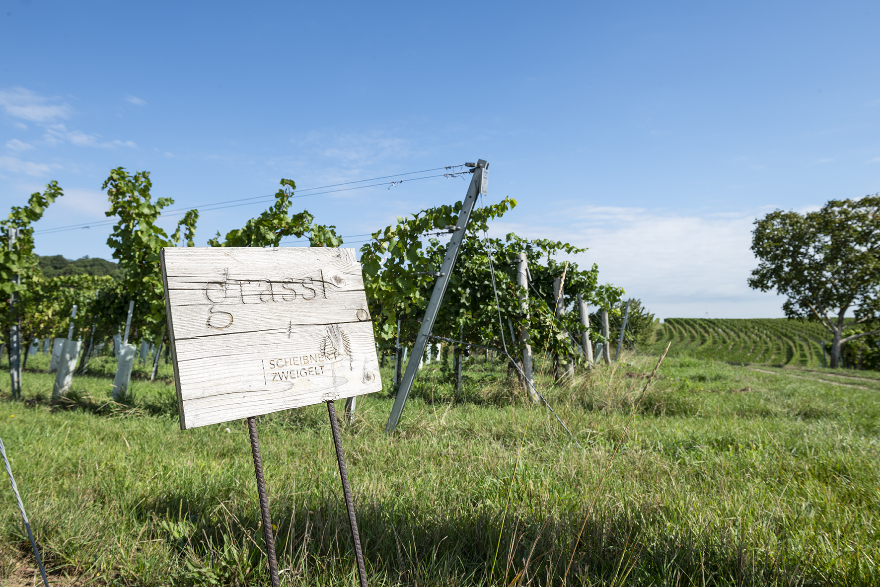 Weingarten vom Weingut Grassl mit einem graviertem Holzschild